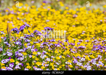 Goldfields et fleurs sauvages Gilia sur un pré en fleurs, en Californie Banque D'Images