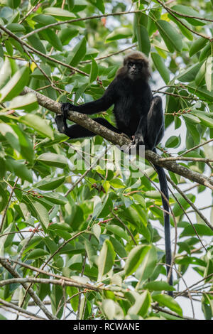 Singe langur de Nilgiri assis dans un arbre avec des feuilles vertes rétroéclairé le surround dans fosrest natureal habitat dans le Kerala Banque D'Images