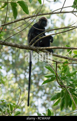 Singe langur de Nilgiri assis dans un arbre avec des feuilles vertes rétroéclairé le surround dans fosrest natureal habitat dans le Kerala Banque D'Images