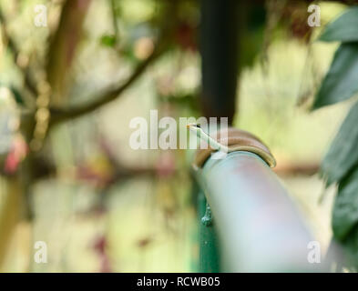 Bronzeback commun est la plus répandue des espèces de Dendrelaphis l'Inde qui est la seule espèce du genre dans la plupart des régions du continent indien. Banque D'Images
