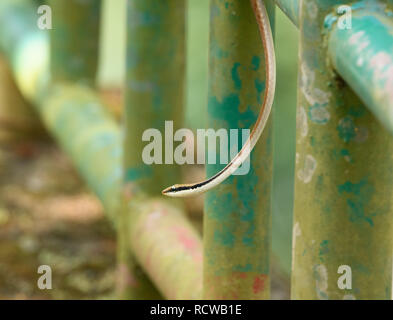Bronzeback commun est la plus répandue des espèces de Dendrelaphis l'Inde qui est la seule espèce du genre dans la plupart des régions du continent indien. Banque D'Images