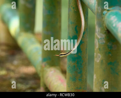 Bronzeback commun est la plus répandue des espèces de Dendrelaphis l'Inde qui est la seule espèce du genre dans la plupart des régions du continent indien. Banque D'Images