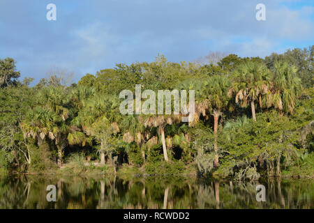 Reflet de rivage à Kathryn Abbey Hanna Park, comté de Duval, Jacksonville, Floride. Banque D'Images
