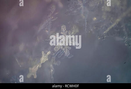 Flocons de close-up. soft focus macro photo. crystal givre transparent. hiver. faible profondeur de champ. thème de Noël. Noël arrière-plan pour la mise en page Banque D'Images