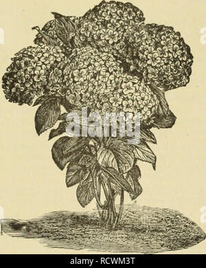 . Catalogue descriptif des fruits et des arbres d'ornement, plantes grimpantes, arbustes, roses etc. cultivé et en vente à la pépinière de Syracuse. Arbres fruitiers arbres ornementaux ; Catalogues Catalogues ; catalogues ; Roses forestières (Horticulture) New York (État) de catalogues. 63 l'hydrangea. - Panicule grande fleur (Paniculata grandiflora)-Un magnifique arbuste vivace de croissance vigoureuse ; fleurs blanches en grandes panicules pyramidales parfois un pied de long, qui changent au rose et enfin à violet. Fleurit en août et septembre, alors que très peu d'arbustes sont en fleurs. L'un des plus beaux arbustes à fleurs. Pas de pelouse est termi- sans i Banque D'Images