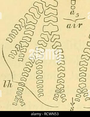 . Elemente der paläontologie bearbeitet. La paléontologie. vi... &Lt ;^^ C .0/jrk. Veuillez noter que ces images sont extraites de la page numérisée des images qui peuvent avoir été retouchées numériquement pour plus de lisibilité - coloration et l'aspect de ces illustrations ne peut pas parfaitement ressembler à l'œuvre originale.. Steinmann, G. (Gustav), 1856-1929 ; Döderlein, Ludwig, 1855-1936. Leipzig, Engelmann Banque D'Images