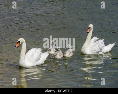 Le Cygne tuberculé (Cygnus olor) Animaux famille avec les poussins, Fowey, Angleterre, Grande-Bretagne Banque D'Images