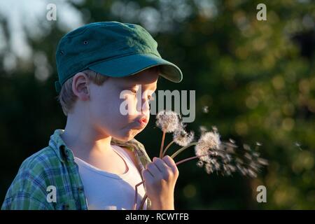 Little Boy blowing dandelion horloges, Hohnstorf, Basse-Saxe Banque D'Images