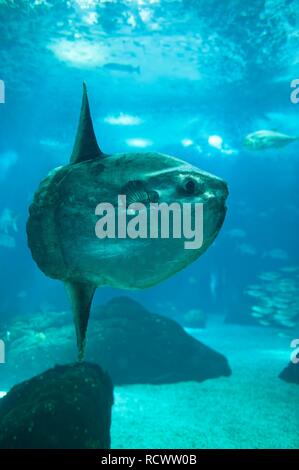 Oceanario De Lisboa Lisbonne Portugal Oceanario De Lisboa Lissabon Photo Stock Alamy