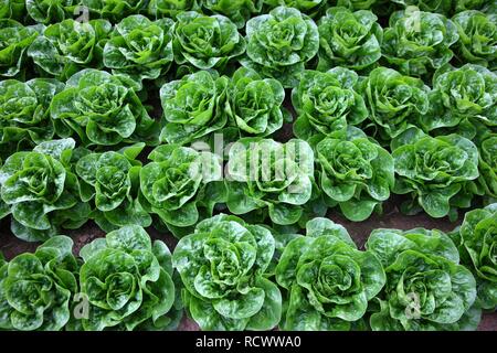 Récolte de chou chinois, plantés en rangées, sur un champ Banque D'Images