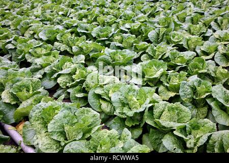 Chou chinois, plantés en rangées sur un champ Banque D'Images