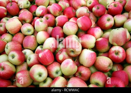 Les pommes fraîchement récoltés Banque D'Images