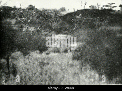 . Der Zauber des Elelescho. - 285 - |d]öoll cn. 3d] erinnere mid] nod], mit u)eld]cm Sagen id] uor 5el]n 3abrcn dans Sanjibar ^bcn anbd um eine bejonbers ergemöl ftarke, auf]]n =]}ltasI Iid e]orntropl englijd äe von 54]en öoll unternal änge €]m. 3(j'} fanb [un ic l^änöler. Damals luar id] |el]r klug. 36] einfad glaubte] nid]t un bie niöglid joldjen lüud]keit eines][l]es, Dielmet ielt]r einen gc[d]idüen Derfd bes Betrug]mil3tcn 3nbers für t]öd][t]uial r = [d]] einlid iinirbe biefem dans unb (Blauben jogenannten von einigen , Rfrikanern bejtärkt,alten". L]es (ie[5, bie inbi[d]]änbler öerjtü en l Banque D'Images