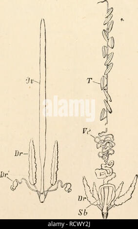 . Texte élémentaire-livre de zoologie. Zoologie. FIG. 421. - Organes génératifs de Glomeris (marginuta après Fabre). T, les testicules ; Oo, ovaires ; OD, l'oviducte.. FIG. 422.-organes génératifs de Scolopendra /•litnt com-'.fa (après Fabre). T, les testicules ; Vd, canal déférent ; Dr, des glandes annexes ; p. 100, boucle de la vesicula seminalis ; ou, de l'ovaire.. Veuillez noter que ces images sont extraites de la page numérisée des images qui peuvent avoir été retouchées numériquement pour plus de lisibilité - coloration et l'aspect de ces illustrations ne peut pas parfaitement ressembler à l'œuvre originale.. Claus, Carl, 1835-1899 ; Sedgwick, Adam, 1854-1913 ; Sinc Banque D'Images