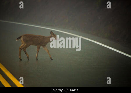 Le cerf mulet traverser un ouragan Ridge Road dans le parc national Olympic à Washington. Photo par Kyle Spradley | © Kyle Spradley Photographie | www.kspradleyph Banque D'Images