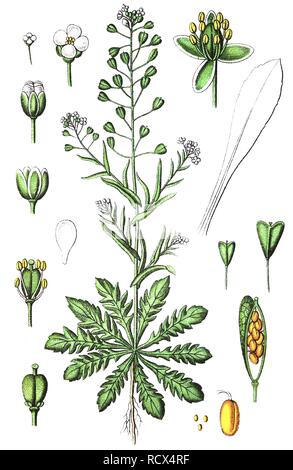 La bourse-(Capsella bursa-pastoris), les plantes médicinales et les plantes utiles, lithography, 1880 Banque D'Images