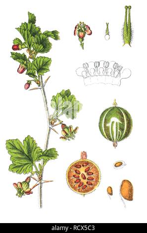 Groseillier (Ribes uva-crispa syn. Ribes grossularia), médicinales et des plantes utiles, chromolithographie, 1881 Banque D'Images