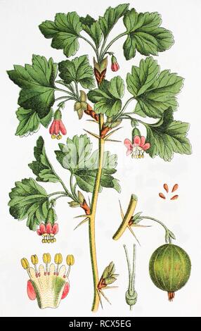 Groseillier (Ribes uva-crispa syn. Ribes grossularia), médicinales et des plantes utiles, chromolithographie, 1881 Banque D'Images