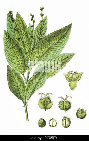 Le mercure du chien (Mercurialis perennis), médicinales et des plantes utiles, chromolithographie, 1881, illustration historique Banque D'Images