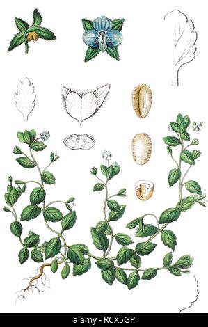 Champ vert-speedwell (Veronica agrestis), plante médicinale, plante utile, lithography, 1888 Banque D'Images