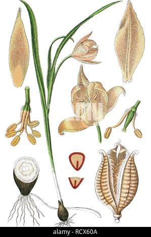 Tulipe sauvage (Tulipa sylvestris), plante médicinale, plante utile, chromolithographie, 1876 Banque D'Images