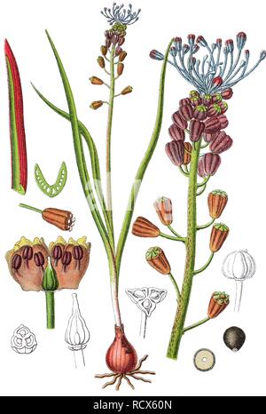 Tassel ou Clog (Muscari comosum), plante médicinale, plante utile, chromolithographie, 1876 Banque D'Images