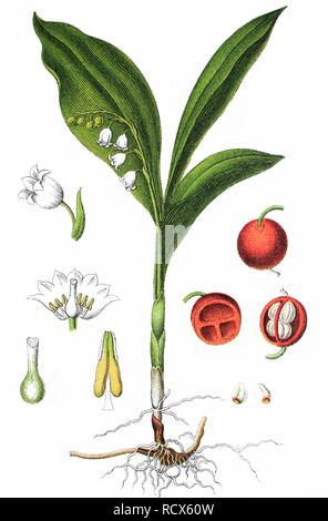 Le muguet (Convallaria majalis), plante médicinale, plante utile, chromolithographie, 1876 Banque D'Images