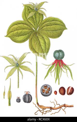 Herb Paris, VRAI-Lover's Knot (Paris quadrifolia), plante médicinale, plante utile, chromolithographie, 1876 Banque D'Images