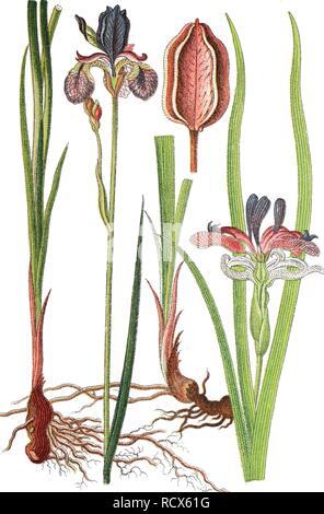 Iris de Sibérie (Iris sibirica) sur la gauche, drapeau à feuilles (Iris graminea) sur la droite, plantes médicinales, plantes de la récolte Banque D'Images