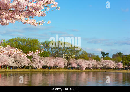 L'abondance des cerisiers en fleurs autour du bassin de marée sur le matin tôt. Les cerisiers en fleurs à son sommet à Washington DC, USA. Banque D'Images
