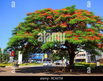 Flame Tree ou flamboyant (Delonix regia), Moshi, Tanzania, Africa Banque D'Images