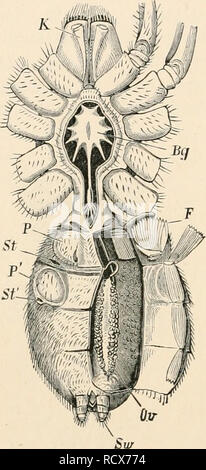 . Texte élémentaire-livre de zoologie. Zoologie. 500 ARACHlsIDA. surface dorsale de la région céphalique derrière la marge frontale. Leur arrangement est très régulière, et est caractéristique pour les différents genres (figs. 398 et 399).. °000 o o o o st st Firs. 397.-Mygale de la face ventrale, une partie de la peau est mis de côté (regue animal). E, Chélicère ; Bg, masse ganglionnaire thoracique ; P, P', °00° oooo • C o o o 000° d FIG. 399. - Organiser- FIG. 400.- canal alimentaire ment des yeux dans des mi/gale fregne animal). G, ganglion cérébroïde ; Ma, cliverticula d'estomac ; L, conduits hépatiques ; N, mal- pighian v Banque D'Images