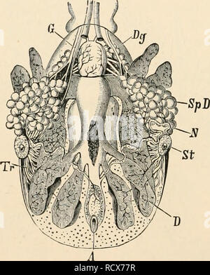 . Texte élémentaire-livre de zoologie. Zoologie. 400 ARACHNIDES. fusionnés avec le thorax. L'appareil est adapté pour mordre ou percer et coller,. La respiration, en règle générale, par le biais de la trachée. Le corps de la acariens est généralement petite et possède une forme non segmenté et stout. La tête, le thorax et l'abdomen sont soudés dans une masse commune (tig. 379). La forme de l'appareil buccodentaire varie extrêmement, et peuvent être adaptés, soit de mordre ou de perçage et de succion. Le chelicerse sont par conséquent parfois styles rétractiles, et sont parfois dotées de griffes ou chehe. Dans le premier cas, Banque D'Images