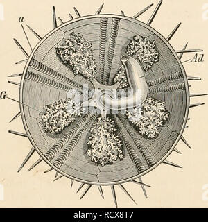 . Texte élémentaire-livre de zoologie. Zoologie. 278 ECHINODEEMA.AT. (J'ai été trouvée dans la Echinoidea et Asteridea. Dans l'ancien (Cidaridea) il y a, sur les plaques spéciales (plaques oculaire], au pôle apical, cinq tentacle-comme les protubérances, dans chacune desquelles un nerf se termine. Les yeux de l'Asteridea ont le plus connu avec précision. En fonction de la découverte d'Ehrenberg, ils ont la forme de taches rouges, et se trouvent sur la face ventrale des rayons à l'extrémité distale du ambulacra ! La gorge. Ils sont sphériques pédiculés, proéminences et la surface convexe est couvert par une membrane simple, qui cache un Banque D'Images