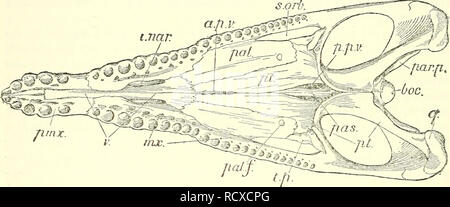 . Un catalogue descriptif des reptiles marins de l'Oxford de l'argile. Basée sur la collection de Leeds au British Museum (Natural History), Londres ... Les reptiles, les combustibles. 6 EEPTILES OXEOED MAEINE OE L'argile. la définition d'un processus palatin court qui, cependant, n'atteint pas l'ouverture narial interne. Interne immédiatement aux alvéoles il y a une rainure profonde, au bas de laquelle les conseils du remplacement des dents apparaissent ; la paroi interne de la gorge forme une crête proéminente qui, se joindre à celle de l'autre côté, forme une zone triangulaire allongée posée au milieu de l'extrémité antérieure de t Banque D'Images