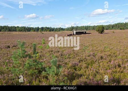 Près de ruchers Wilsede, Lueneburg Heath, Basse-Saxe Banque D'Images