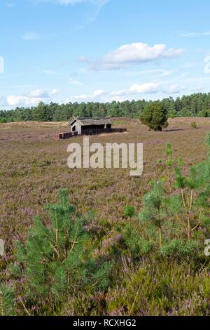 Près de ruchers Wilsede, Lueneburg Heath, Basse-Saxe Banque D'Images