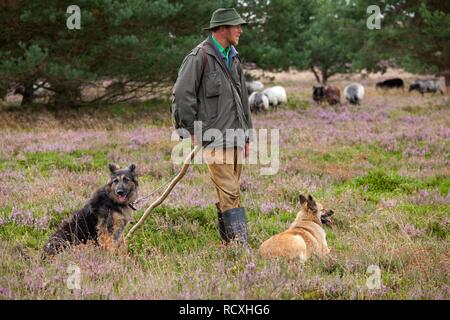 Berger avec Berger et troupeau sur la lande près de Wilsede, Luneburg Heath, Basse-Saxe Banque D'Images