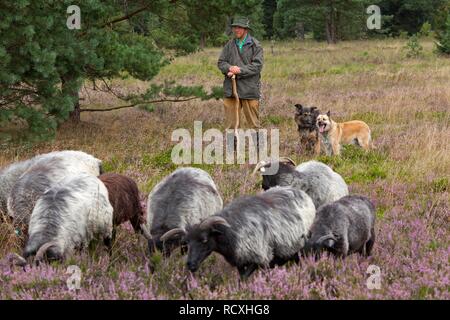 Berger avec Berger et troupeau sur la lande près de Wilsede, Luneburg Heath, Basse-Saxe Banque D'Images