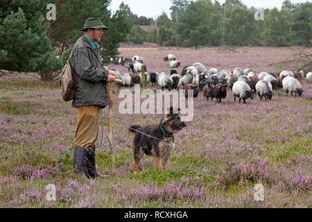 Berger avec de berger et troupeau sur l'heath près de Wilsede, Luneburg Heath, Basse-Saxe, Allemagne Banque D'Images