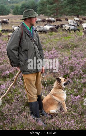 Berger avec de berger et troupeau sur l'heath près de Wilsede, Luneburg Heath, Basse-Saxe, Allemagne Banque D'Images