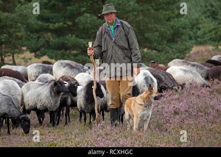 Berger avec de berger et troupeau sur l'heath près de Wilsede, Luneburg Heath, Basse-Saxe, Allemagne Banque D'Images