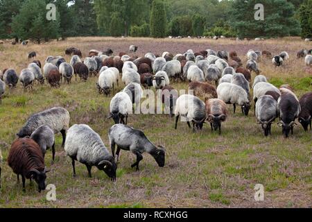 Troupeau de moutons sur la Heidschnucke heath près de Wilsede, Lunebourg Heath, Basse-Saxe Banque D'Images