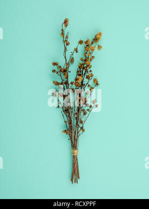 Vue de dessus du bouquet séché et flétris brown Gypsophila fleurs sur fond bleu Banque D'Images