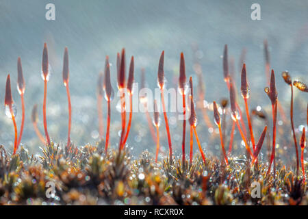 Les Pays-Bas, Kootwijk, Kootwijkerzand, Close-up (polytric Polytrichum piliferum hérissée), la pluie. Fin de l'hiver. Banque D'Images