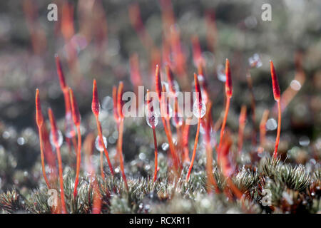 Les Pays-Bas, Kootwijk, Kootwijkerzand, Close-up (polytric Polytrichum piliferum hérissée), de gouttes de pluie. Fin de l'hiver. Banque D'Images