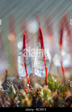 Les Pays-Bas, Kootwijk, Kootwijkerzand, Close-up (polytric Polytrichum piliferum hérissée), la pluie. Fin de l'hiver. Banque D'Images