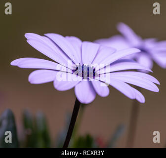 Fine art couleur extérieure d'une image macro wide open rose bleu fleurs cape daisy / marguerite fleurs sur un arrière-plan flou naturel Banque D'Images