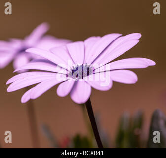 Fine art couleur extérieure d'une image macro wide open rose bleu fleurs cape daisy / marguerite fleurs sur un arrière-plan flou naturel pris Banque D'Images