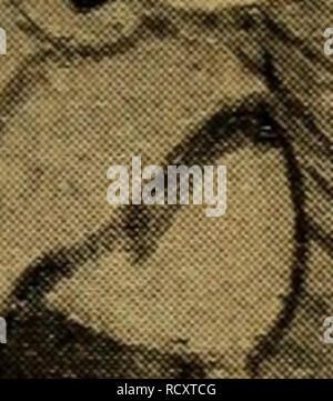 . Der Graupapagei. Seine Naturgeschichte ... Perroquet gris d'Afrique. . Veuillez noter que ces images sont extraites de la page numérisée des images qui peuvent avoir été retouchées numériquement pour plus de lisibilité - coloration et l'aspect de ces illustrations ne peut pas parfaitement ressembler à l'œuvre originale.. Russ, Karl, 1833-1899), Richmond, Charles Wallace, 1868-1932 DSI. Magdeburg : Creutz'sche Derlagsbuchhandlung Banque D'Images